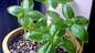 育てて食べようsweet basil - バジルを育てるの巻②